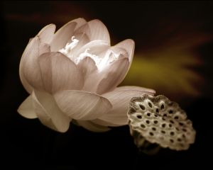 image of Rhode Island